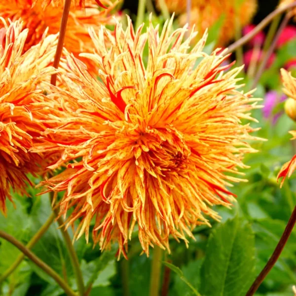 Reijman's Firecracker Dahlia Flower Tubers - 3 Bulbs per Pack - Vibrant Blooms