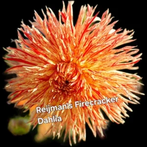 Reijman's Firecracker Dahlia Flower Tubers - 3 Bulbs per Pack - Vibrant Blooms