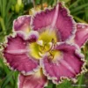 Ring the Bells of Heaven Daylily Bulbs - 1 Pack - Easy To Grow