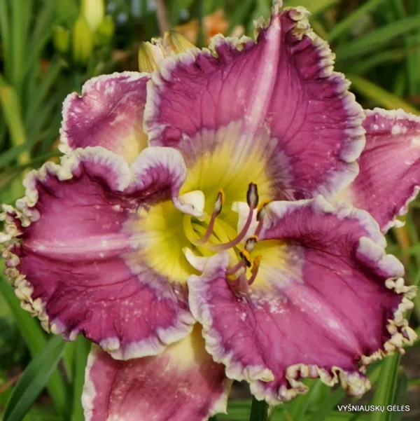 Ring the Bells of Heaven Daylily Bulbs - 1 Pack - Easy To Grow