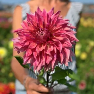 Penhill Dark Monarch Dahlia - 1 Bulb per Pack - Deep Burgundy Blooms
