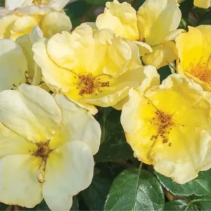 Rose Bush, Knock Out Rose, 1 Quart Pot, Live Shrub, Fresh Roses