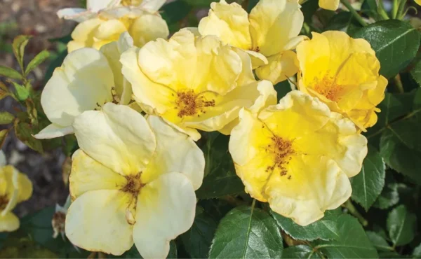 Rose Bush, Knock Out Rose, 1 Quart Pot, Live Shrub, Fresh Roses