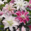 Roselily Double Oriental Lily Mix Flower Bulbs - 9 Lily Bulbs per Pack - Pleasantly Scented - Perennializing