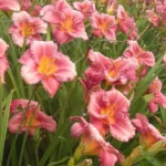 Rosy Returns Daylily - Perennial, Rebloomer Daylily, Large and Fragrant Blooms - 1 Bulbs Per Pack