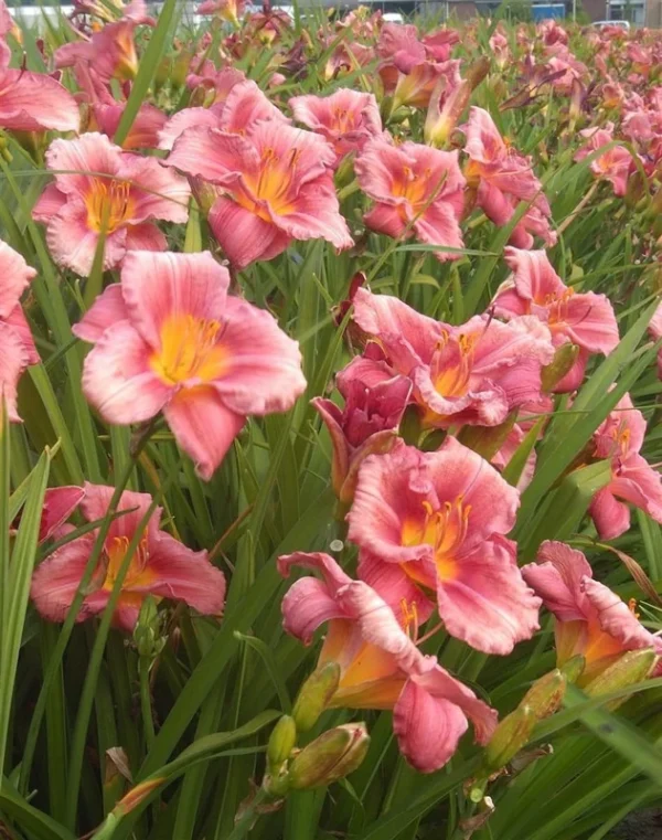 Rosy Returns Daylily - Perennial, Rebloomer Daylily, Large and Fragrant Blooms - 1 Bulbs Per Pack