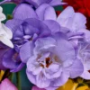 Royal Blue Freesia - 15 Bulbs Per Pack - Vibrant Spring Blooms
