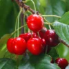 Royal Crimson Cherry Tree - 3-4 ft Tall Grafted Tree in 3gal Pot