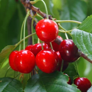 Royal Crimson Cherry Tree - 3-4 ft Tall Grafted Tree in 3gal Pot