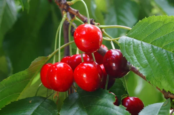 Royal Crimson Cherry Tree - 3-4 ft Tall Grafted Tree in 3gal Pot