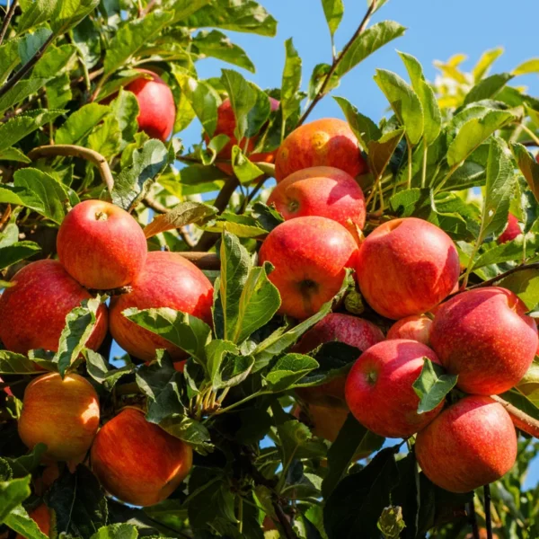 Royal Empire Apple Tree Bare Root - 4 to 5 Feet - Fruit Tree