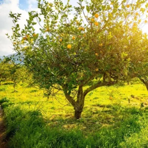 Eureka Lemon Tree - Lemon Fruit Tree 1 Quart Pot - Grow Your Own Lemons