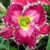 Ruby Clare Mims Reblooming Daylily - 1 Bulb Pack - Red Reblooming Flowers