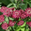 Ruby Cloud Astrantia Flower Bulb - 1 Bulb Pack - Stunning Blooms