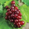 Ruby Red Seedless Grape Plant - Live 1-2 Year Old Pruned Vine Ready to Plant