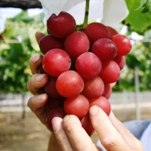 Ruby Red Seedless Grape Plant - Live 1-2 Year Old Pruned Vine Ready to Plant