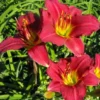 Ruby Stella Daylily Flower Bulb - 1 Bulb per Pack - Easy to Grow