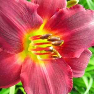 Ruby Stella Daylily Flower Bulb - 1 Bulb per Pack - Easy to Grow