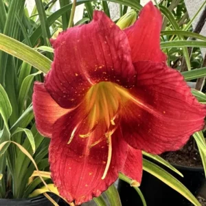 Ruby Stella Daylily Flower Bulb - 1 Bulb per Pack - Easy to Grow