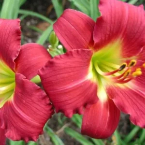 Ruby Stella Daylily Flower Bulb - 1 Bulb per Pack - Easy to Grow