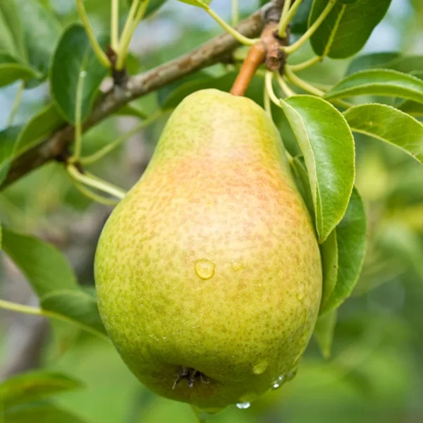 Russetted Bartlett Pear Tree Bare Root - 3 to 4 Feet Tall - Fruit Tree