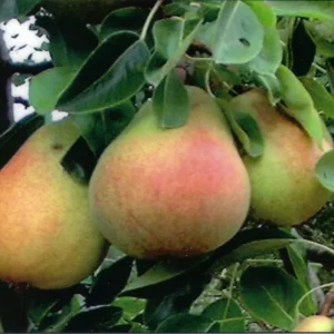 Russetted Bartlett Pear Tree Bare Root - 3 to 4 Feet Tall - Fruit Tree