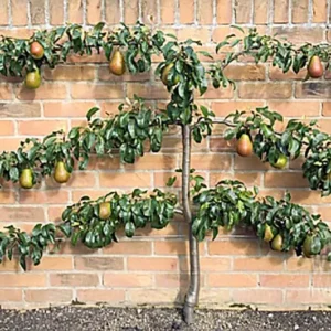 Russetted Bartlett Pear Tree Bare Root - 3 to 4 Feet Tall - Fruit Tree