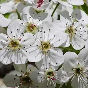 Russetted Bartlett Pear Tree Bare Root - 3 to 4 Feet Tall - Fruit Tree