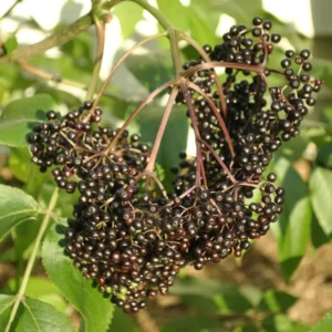 Wild Michigan Elderberry Plant Live 1 to 3 Feet Tall, Sweet Elderberry Bushes Live Plant