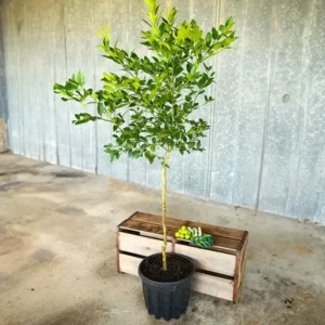 Key Lime Tree Starter Plant Live - 3-4 Ft Tall Potted Citrus Aurantifolia