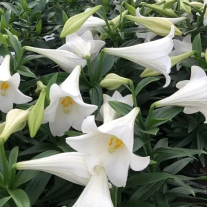 Easter Lily Flower Bulbs - 1 Lilies Bulbs per Pack - PRE-Chilled Bulbs Ready to Grow Indoors - Pleasantly Scented - Attracts Butterflies and Hummingbirds - Grows Well in Containers