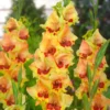 Safari Gladiolus Flower Bulbs - Pack of 18 Premium Bulbs for Vibrant Blooms