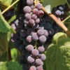 Saint Theresa Grape Vine Plant Bare Root – Quality Grape Vine