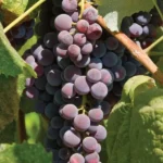 Saint Theresa Grape Vine Plant Bare Root – Quality Grape Vine
