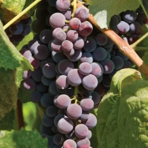 Saint Theresa Grape Vine Plant Bare Root – Quality Grape Vine