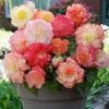 Samba Mixed Begonias Flower Bulbs - 3 Bulbs Per Pack - Colorful Begonia Samba