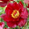 Scarlet Heaven Itoh Hybrid Peony Flower Bulbs - 1 Bulbs Per Pack