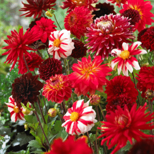 Shades of Red Dahlia Blend - Easy to Grow - 5 Bulbs Pack