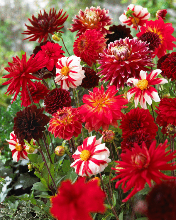 Shades of Red Dahlia Blend - Easy to Grow - 5 Bulbs Pack