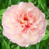 Scrumdiddlyumptious Peony Flower Bulb - 1 Bulb Pack - Blooming Size