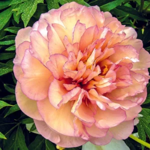 Scrumdiddlyumptious Peony Flower Bulb - 1 Bulb Pack - Blooming Size