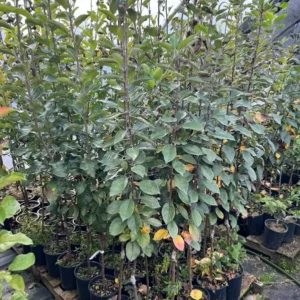 September Wonder Fuji Apple Tree Bare Root 4 to 5 Feet