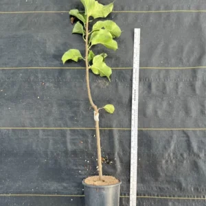 September Wonder Fuji Apple Tree Bare Root 4 to 5 Feet