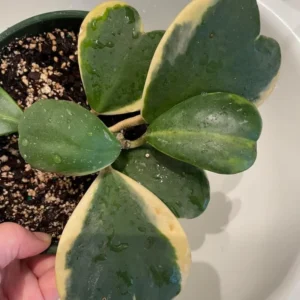 Hoya Kerrii Heart Plant Live - Variegated Hoya, 3-4 Inch Plant