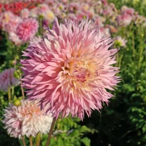 Pinelands Princess Dahlia Tubers for Planting - 3 Bulbs Per Pack