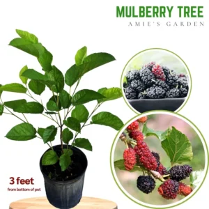 Mulberry Tree - Live Everbearing - 3 Gallon - 3 Feet Tall - Delicious Berries - Easy to Grow - Not Ship CA