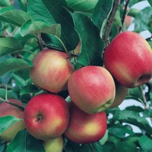 Snapp Stayman Apple Tree Bare Root Fruit Tree 4-5 Feet