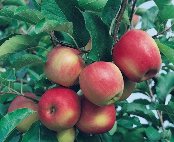 Snapp Stayman Apple Tree Bare Root Fruit Tree 4-5 Feet