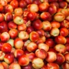 Snow Queen Nectarine Tree - Bare Root Fruit Tree 4-5 Feet