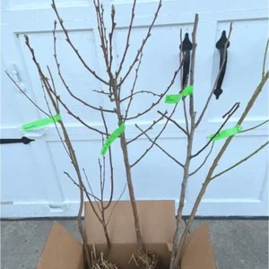 Snow Queen Nectarine Tree - Bare Root Fruit Tree 4-5 Feet